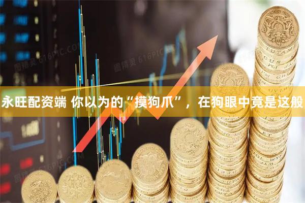 永旺配资端 你以为的“摸狗爪”，在狗眼中竟是这般